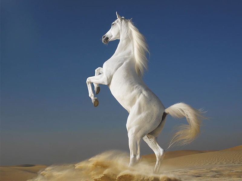 Tranh ngựa trắng