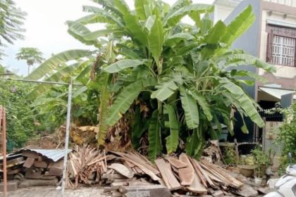 Bán lô đất đường Cồn Dầu 1 Hướng Tây Bắc - Gần Chợ Hòa Xuân Bán lô đất đường Cồn Dầu 1 Hướng Tây Bắc - Gần Chợ Hòa Xuân