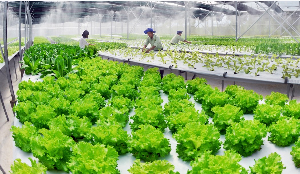 Điều kiện, thủ tục, hồ sơ xin cấp đất làm trang trại 2021 Điều kiện, thủ tục, hồ sơ xin cấp đất làm trang trại 2021