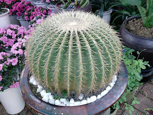 Thu hút tài lộc cho hướng Đông - Nam