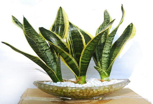 Lưỡi hổ có rất nhiều công dụng trong phong thủy  Cây lưỡi hổ tốt cho phong thủy