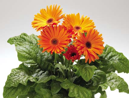 Ảnh chụp gần một chậu hoa đồng tiên nhiều màu sắc khai vận đầu năm