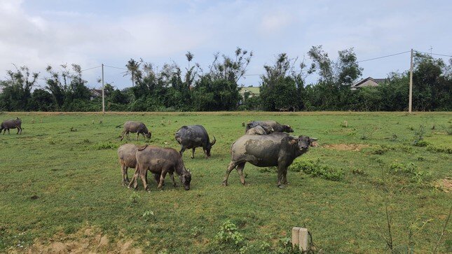 Đấu giá đất thu tiền tỷ dùng trả nợ rồi ‘đem con bỏ chợ’?