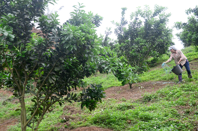 Trồng nhiều cây xanh trên đất giảm sát khí cho đất xấu